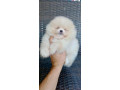 pomeranian-miniaturny-small-3