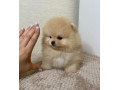 pomeranian-miniaturny-small-0