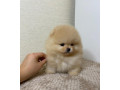 pomeranian-miniaturny-small-2