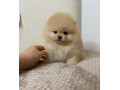 pomeranian-miniaturny-small-1
