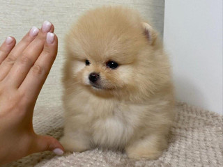 pomeranian-miniaturny