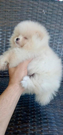 pomeranian-miniaturny-big-4