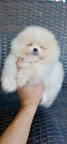 pomeranian-miniaturny-big-3