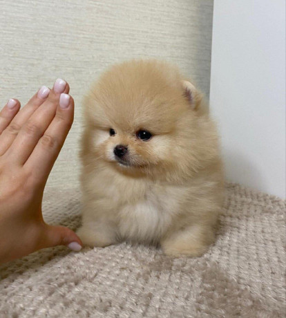 pomeranian-miniaturny-big-0