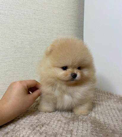 pomeranian-miniaturny-big-2