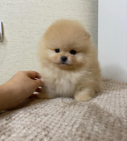 pomeranian-miniaturny-big-1