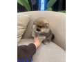 pomeranian-mini-small-4