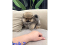 pomeranian-mini-small-3