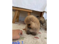 pomeranian-mini-small-2