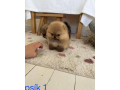 pomeranian-mini-small-1