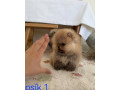 pomeranian-mini-small-0