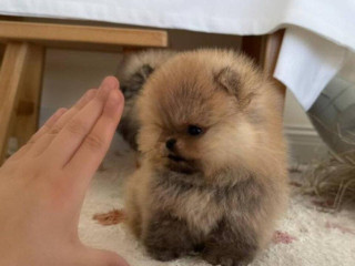 pomeranian-mini