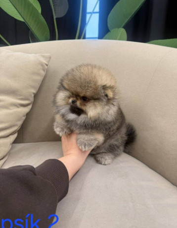 pomeranian-mini-big-4