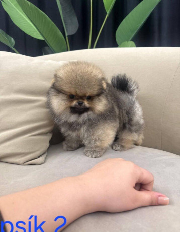 pomeranian-mini-big-3