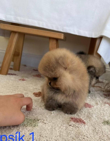 pomeranian-mini-big-2