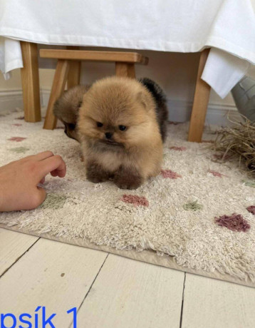 pomeranian-mini-big-1