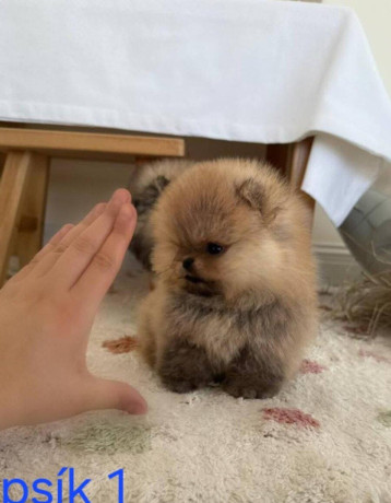 pomeranian-mini-big-0