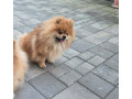 pomeranian-small-1