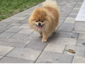 pomeranian-small-0
