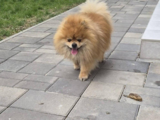 pomeranian