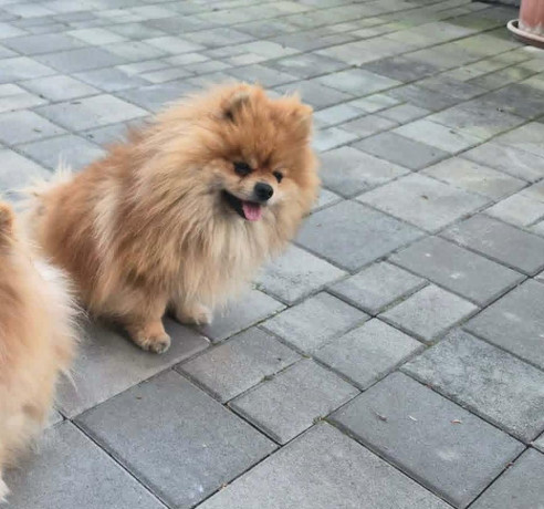 pomeranian-big-1