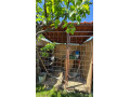 predam-volieru-pre-psa-s-rozmermi-200x180x210-small-1
