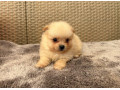 pomeranianpomeriantrpaslici-spic-small-1