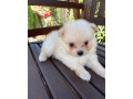 pomeranianpomeriantrpaslici-spic-small-2