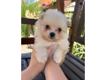 pomeranianpomeriantrpaslici-spic-small-0