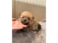pomeranianpomeriantrpaslici-spic-small-3