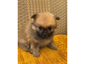 pomeranianpomeriantrpaslici-spic-small-4