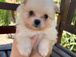 pomeranianpomeriantrpaslici-spic