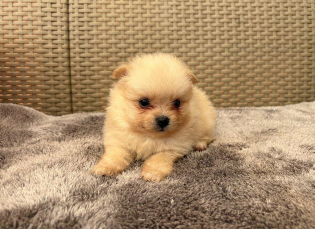 pomeranianpomeriantrpaslici-spic-big-1