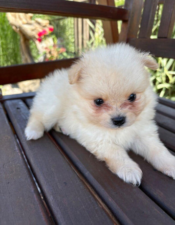 pomeranianpomeriantrpaslici-spic-big-2