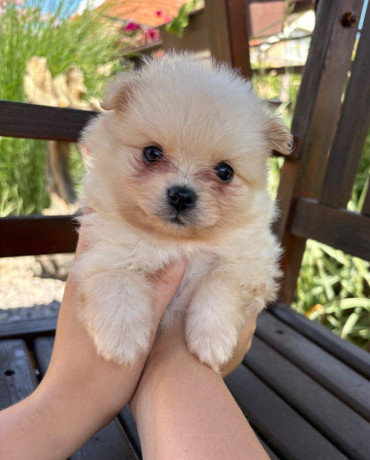 pomeranianpomeriantrpaslici-spic-big-0