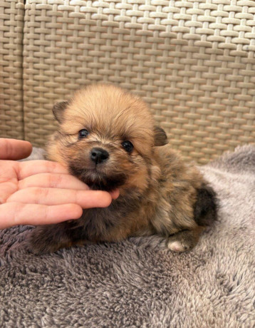 pomeranianpomeriantrpaslici-spic-big-3