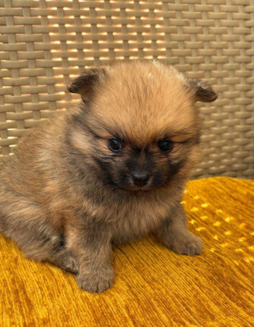 pomeranianpomeriantrpaslici-spic-big-4