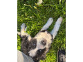border-kolia-small-1