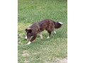 border-kolia-small-1