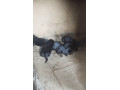 rotvajler-bernsky-salasnicky-small-0