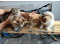 darujem-maciatka-len-do-dobrych-ruk-small-0