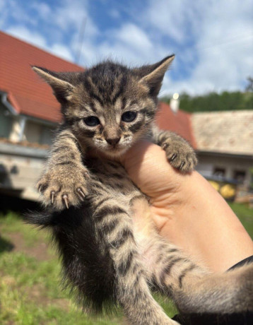 darujem-maciatka-big-3