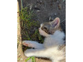 maciatka-small-1