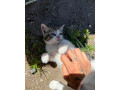 maciatka-small-3