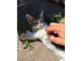 maciatka-small-0