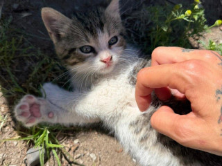 maciatka