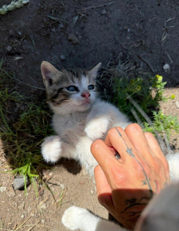maciatka-big-3
