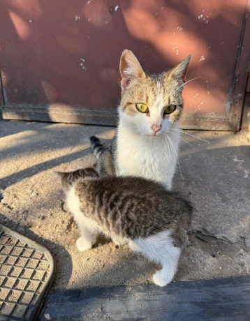 maciatka-big-2