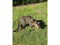 bengalska-macka-small-4