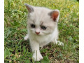 britske-maciatko-small-2